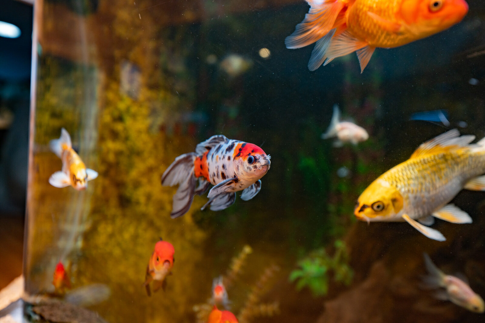 Colorful koi and goldfish in our office aquarium, a kid favorite